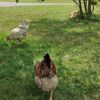 Agrokemp Sedliacky dvor, Brezno - Rohozná [Zväčšiť - nové okno]