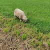 Agrokemp Sedliacky dvor, Brezno - Rohozná [Zväčšiť - nové okno]